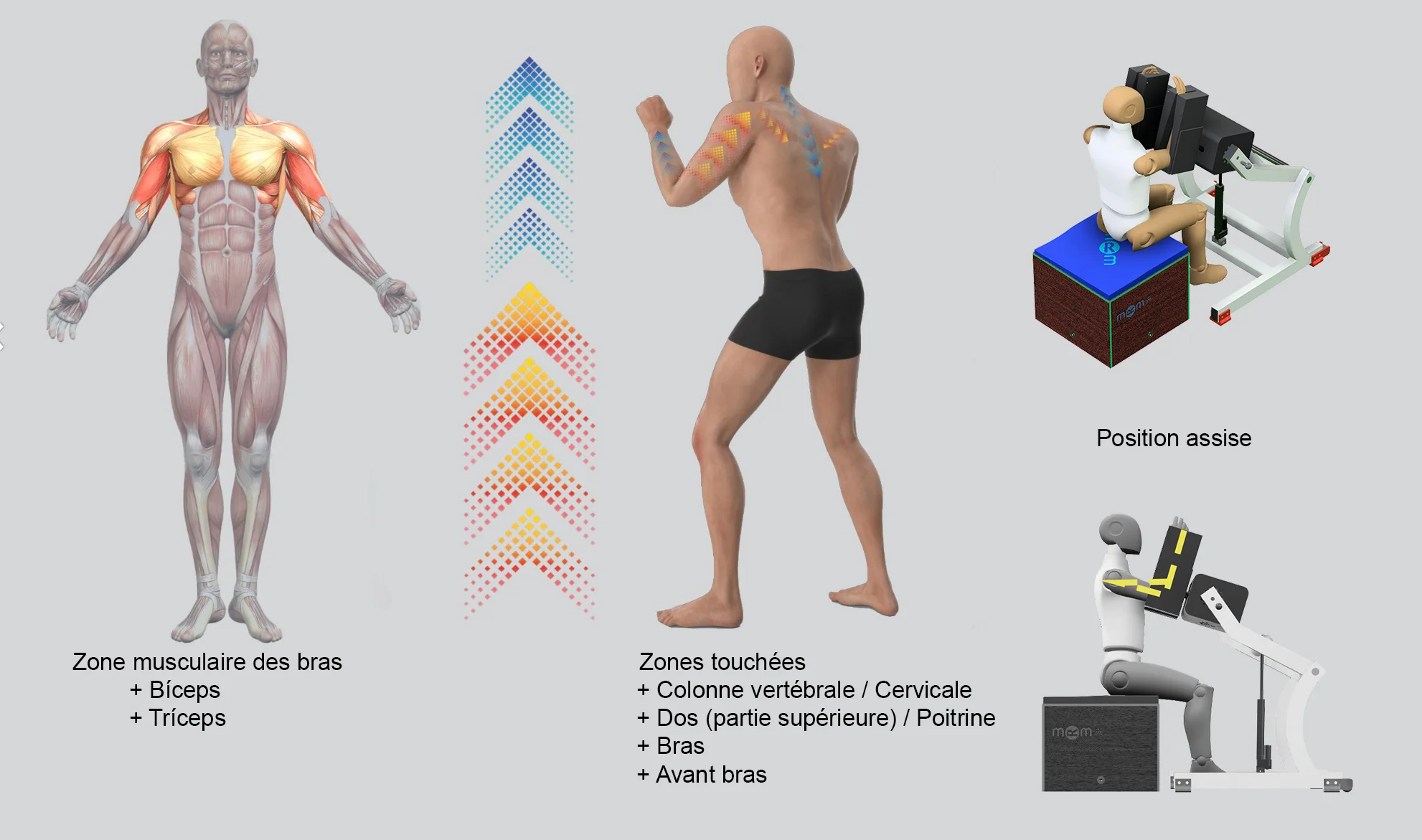 Traitement par appareil MRM en position assise pour tonifier et définir les bras. L'infographie illustre la stimulation profonde des biceps, des triceps et des avant-bras, avec des effets complémentaires sur la colonne cervicale, le haut du dos et la poitrine.