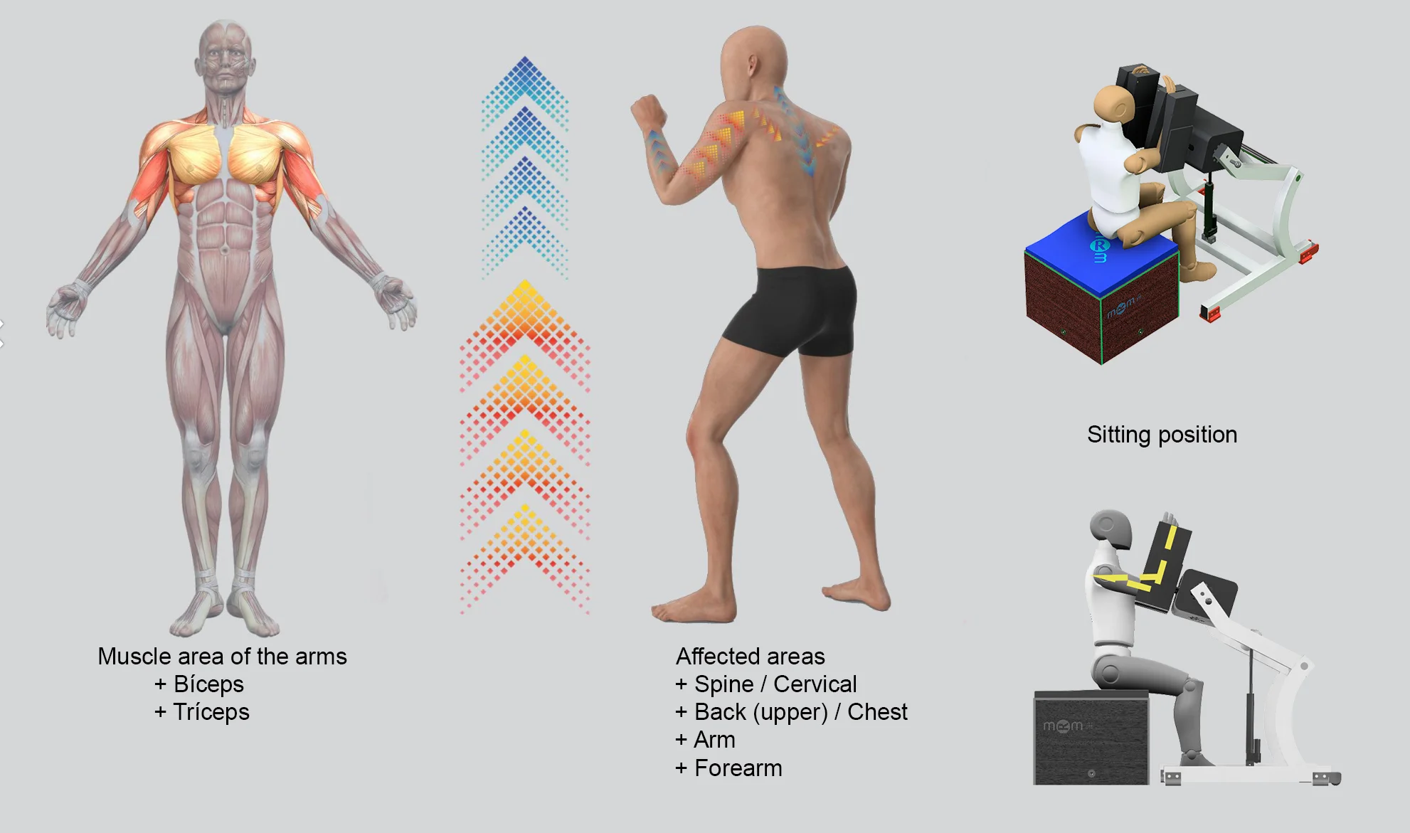 Seated MRM device treatment for arm toning and definition. The infographic shows deep stimulation of the biceps, triceps, and forearms, with complementary effects on the cervical spine, upper back, and chest.