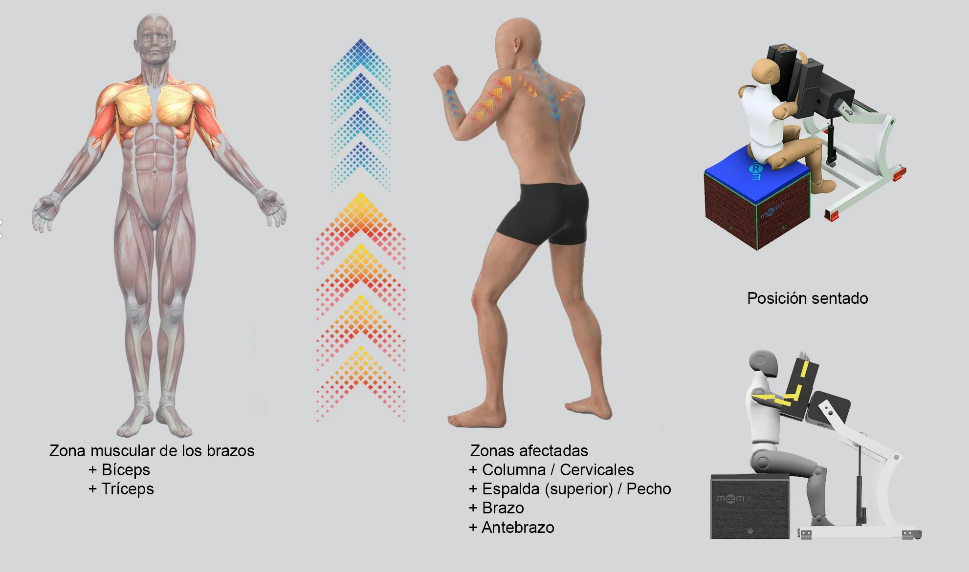 MRM Wellness: remodelación de bíceps, tríceps y antebrazos en posición sedente Tratamiento con dispositivo MRM en posición sedente para tonificación y definición de brazos. La infografía muestra la estimulación profunda de bíceps, tríceps y antebrazos, con efectos complementarios sobre cervicales, espalda superior y pecho.